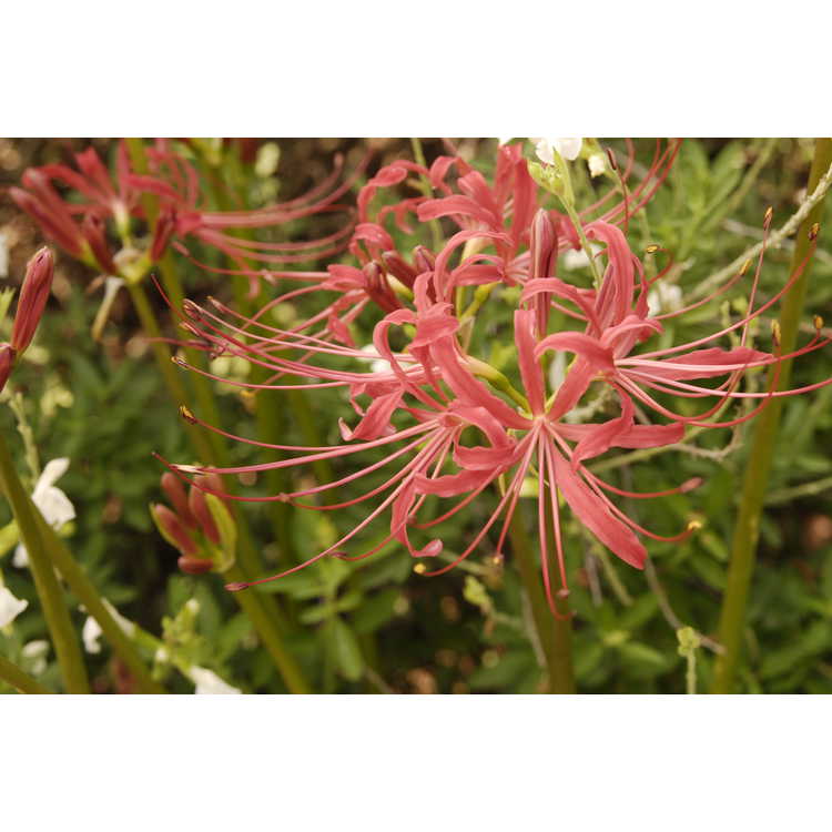 Lycoris radiata var. radiata - red surprise-lily