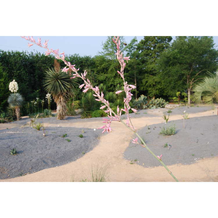 Hesperaloe campanulata - bell flower hesperaloe
