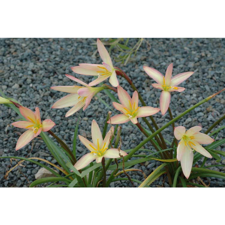 Zephyranthes 'Bali Beauty' - rain-lily