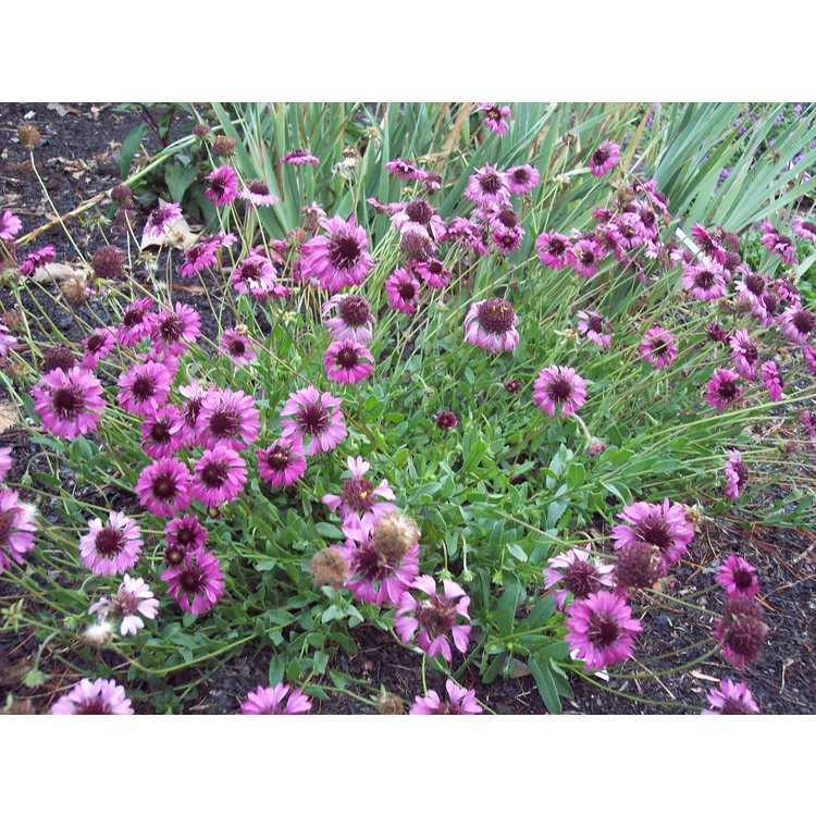 Gaillardia aestivalis var. winkleri 'Grape Sensation' - purple Texas firewheel