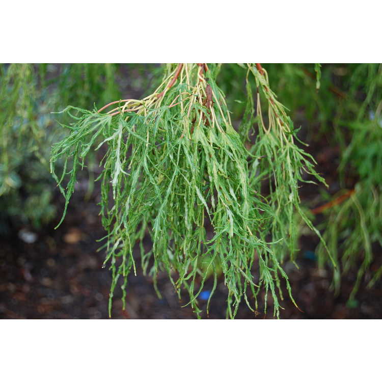 Acer saccharinum 'Born's Gracious' - cut-leaf silver maple