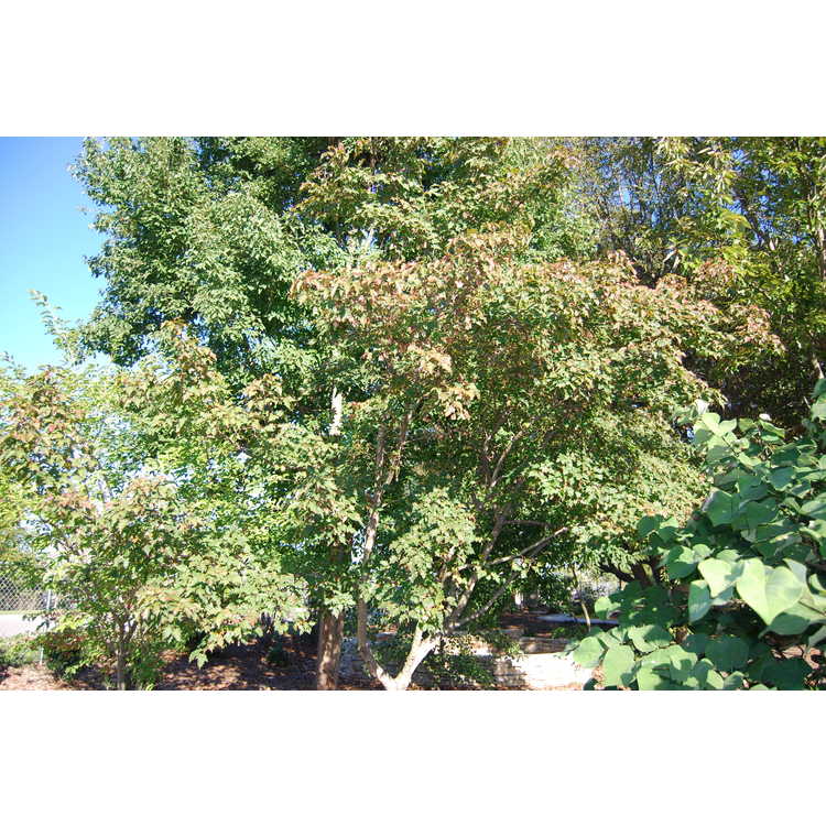 <em>Acer tataricum</em> subsp.<em> ginnala</em> 'V.N. Strain'