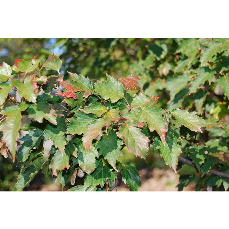 Acer-tataricum-subsp-ginnala-VN-Strain-002-JCRA-10-30-07.JPG