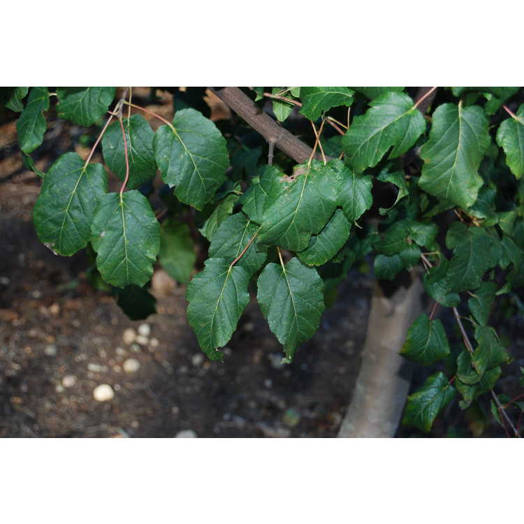Acer stachyophyllum subsp. betulifolium - birchleaf maple