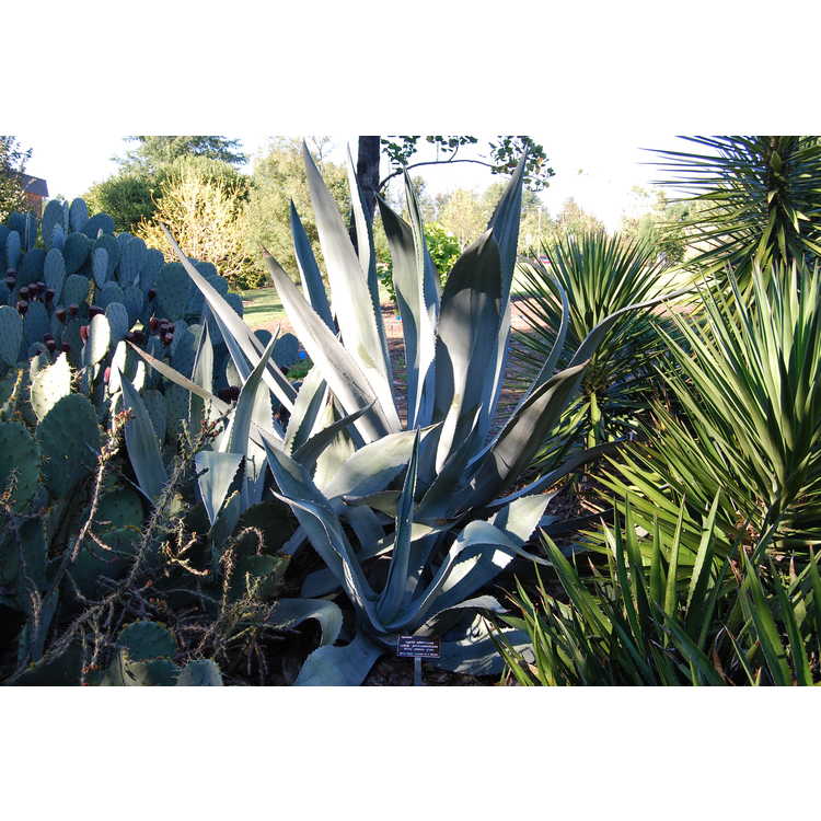 Agave ×protamericana - hardy century plant