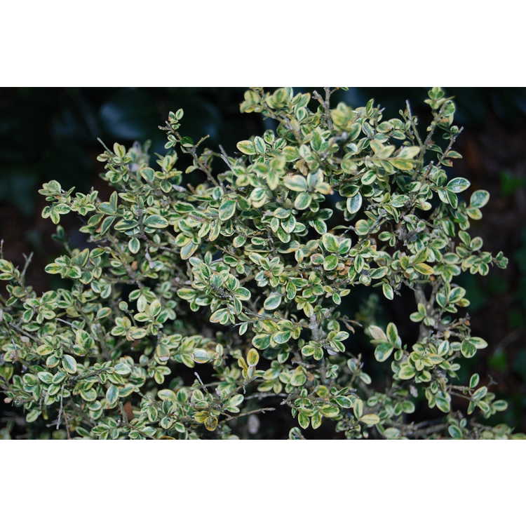 Buxus sempervirens 'Elegantissima' - variegated common boxwood