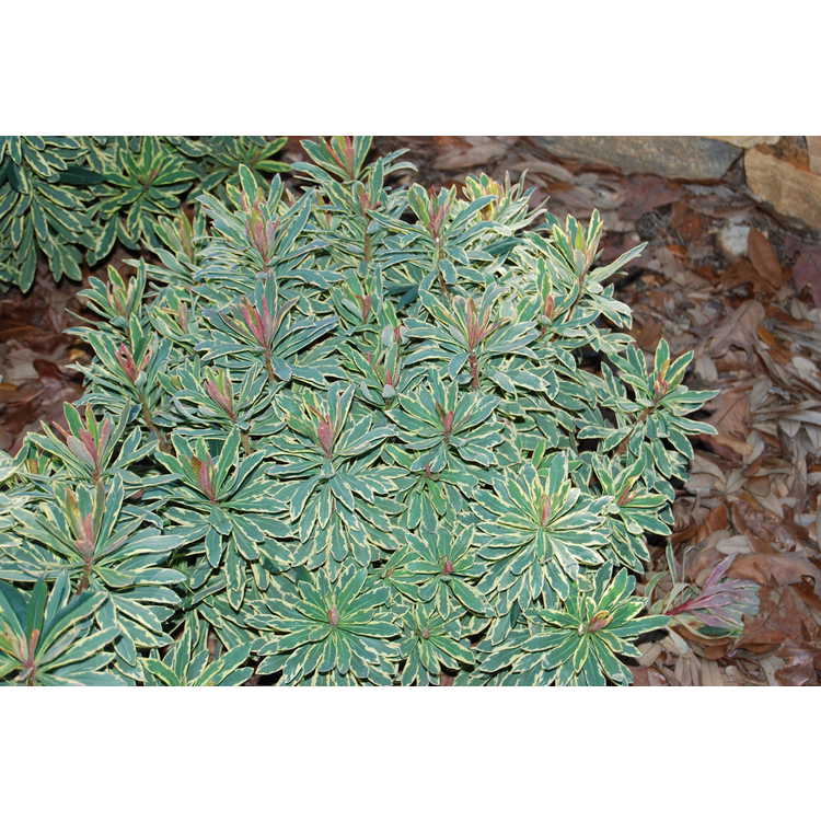 Euphorbia-Helenas-Blush-005-JCRA-10-30-07.JPG
