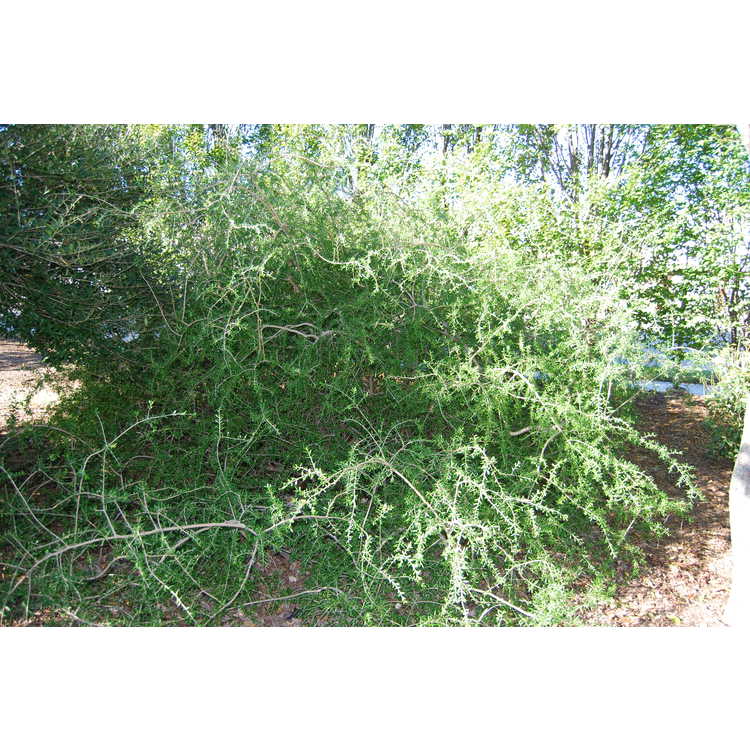 Forestiera-angustifolia-Weeping-001-JCRA-10-30-07.JPG
