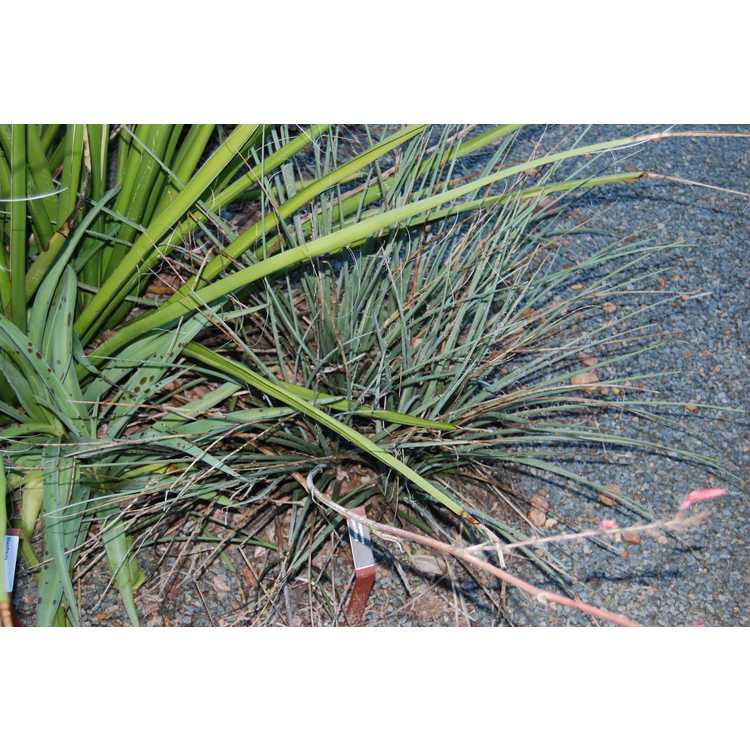 Hesperaloe parviflora - red yucca