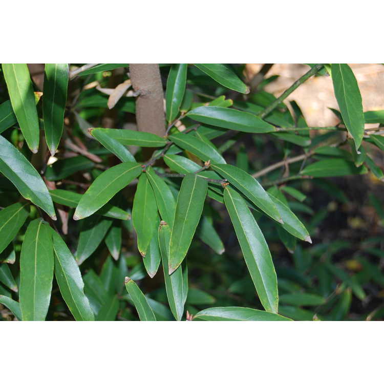 Lindera salicifolia - willowleaf spicebush