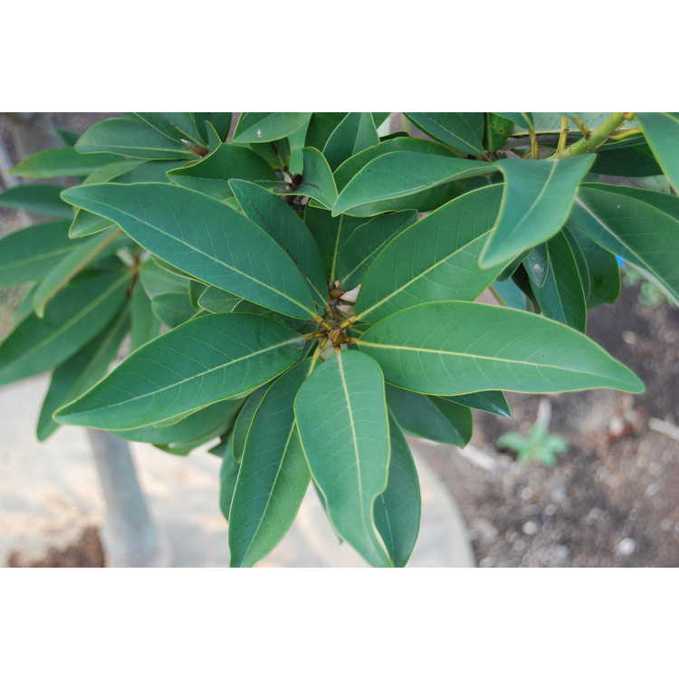 Magnolia virginiana × M. insignis