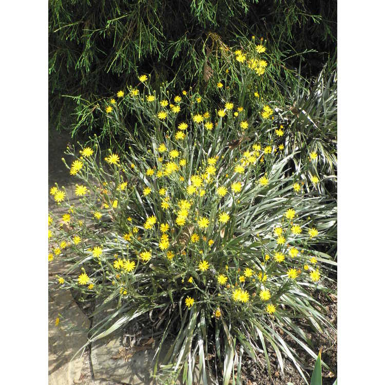Pityopsis graminifolia - narrowleaf silk-grass