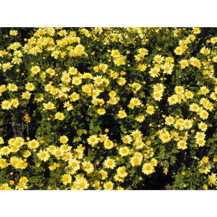 Chrysanthemum (15-501 yellow)