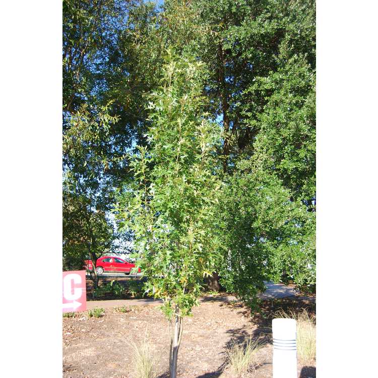 Quercus palustris 'Pringreen' - Green Pillar columnar pin oak