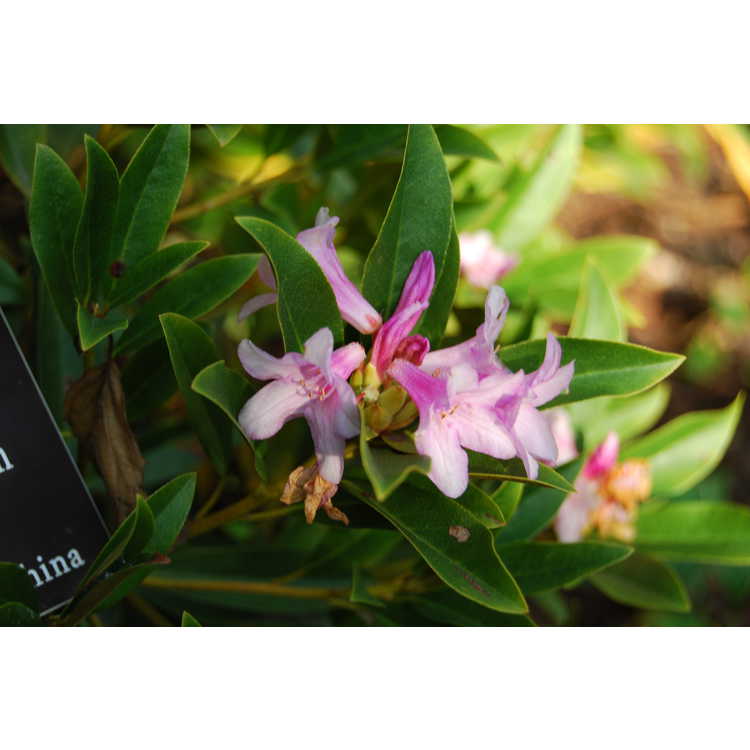 Rhododendron-latoucheae-001-JCRA-10-23-07.JPG