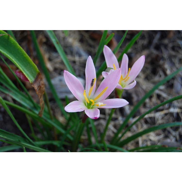 Zephyranthes 'Grandjax' - rain-lily