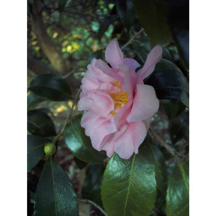 Camellia Winters Charm