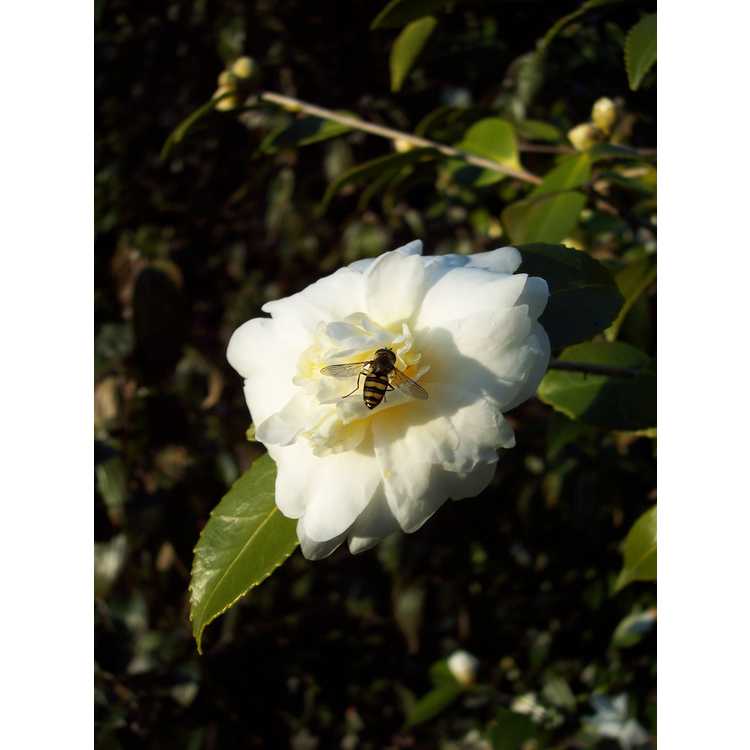 Camellia 'Snow Flurry' - Ackerman hybrid camellia