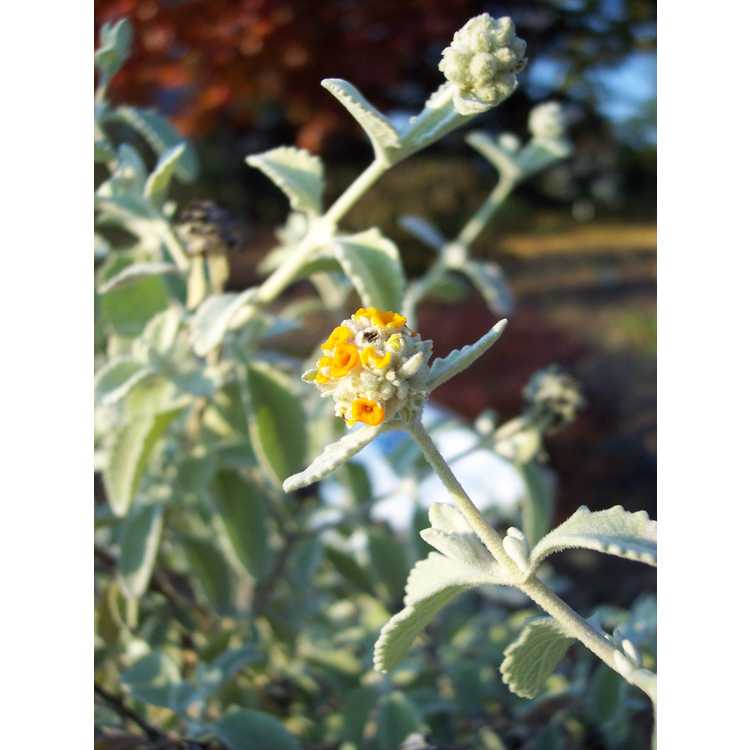 Buddleja marrubiifolia - woolly butterfly-bush