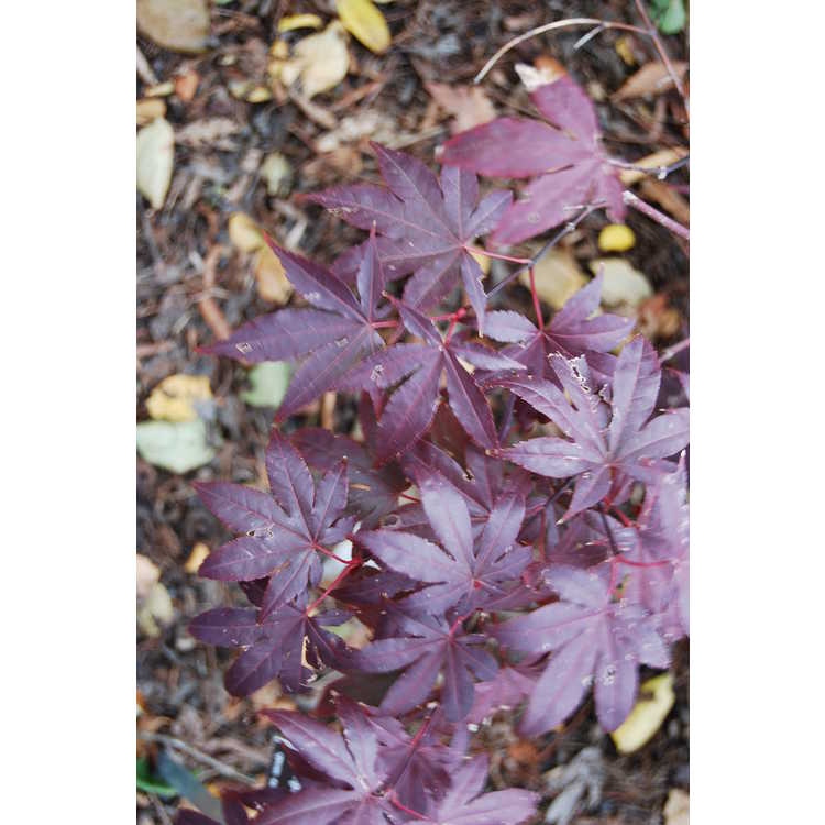 Acer palmatum 'Emperor I' - purple-leaf Japanese maple