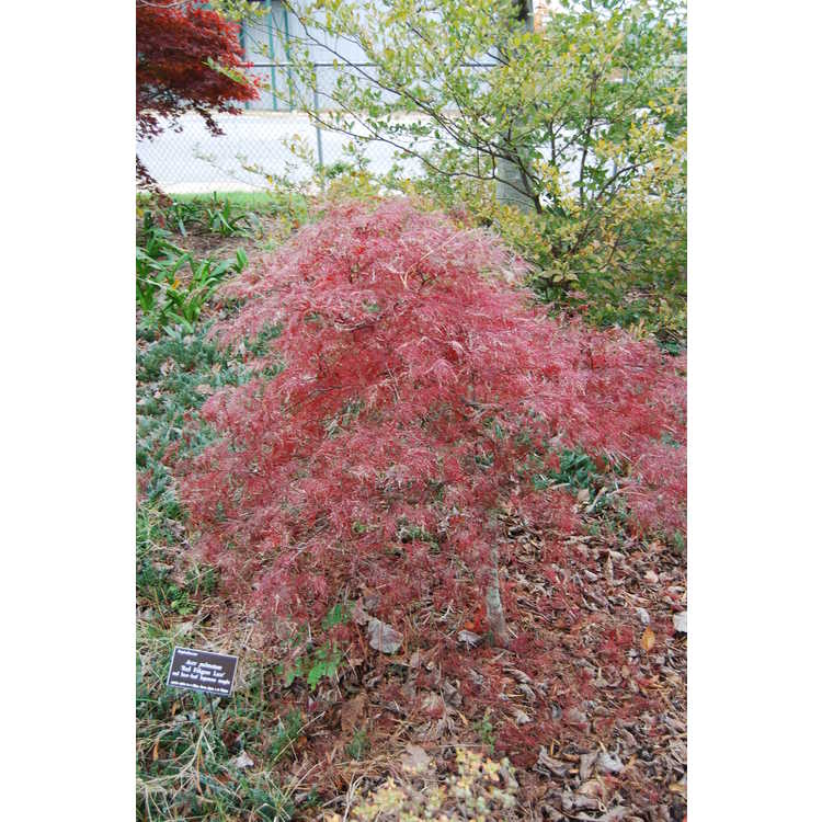 Acer palmatum 'Red Filigree Lace' - red lace-leaf Japanese maple