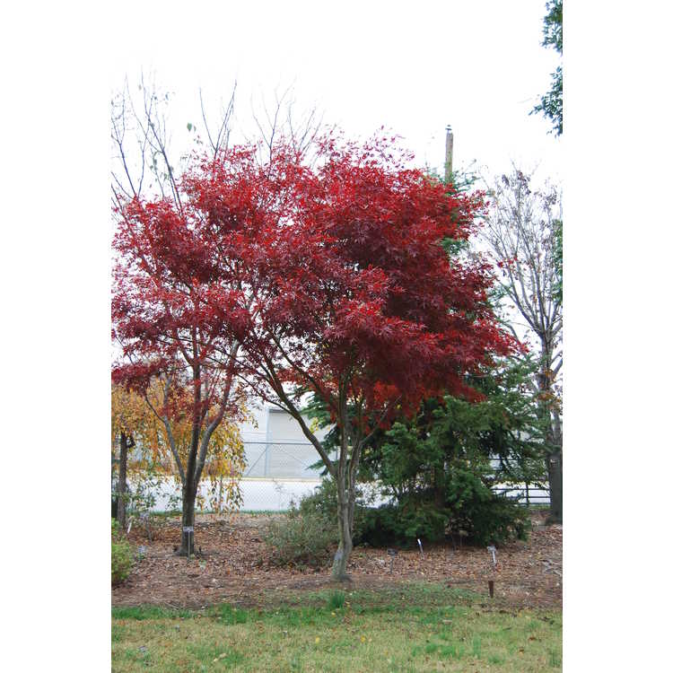 Acer palmatum 'Sumi Nagashi'