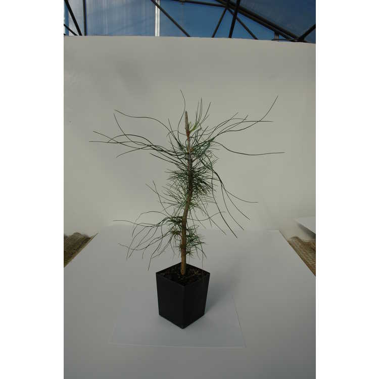 <em>Pinus coulteri</em>