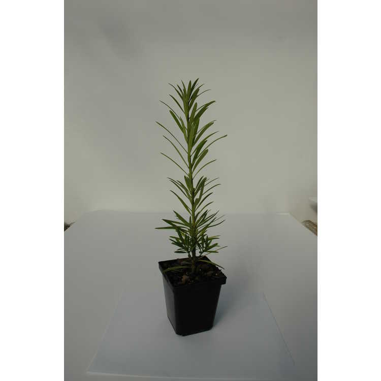Podocarpus chinensis - Chinese podocarpus