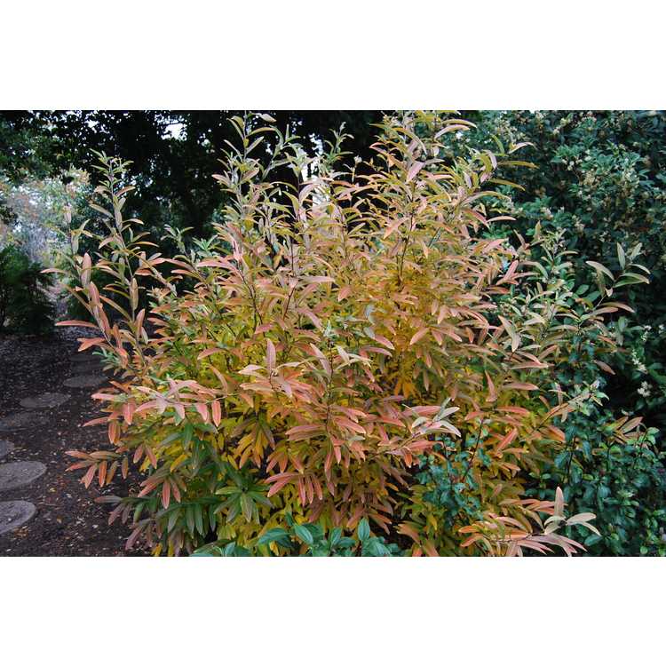 Lindera angustifolia - narrowleaf spicebush