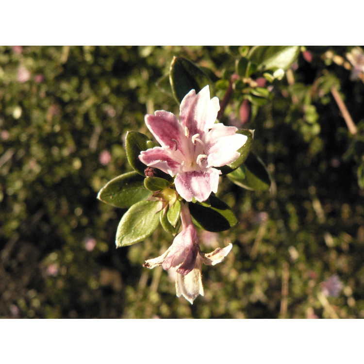 Serissa japonica 'Apple Blossom' - Japanese snow rose