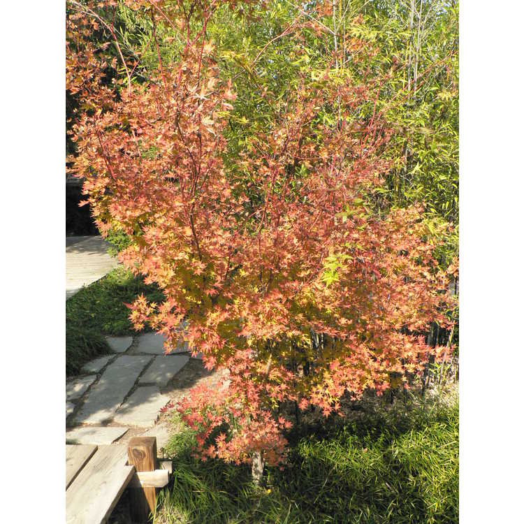 Acer palmatum 'Sango kaku' - coral-bark Japanese maple