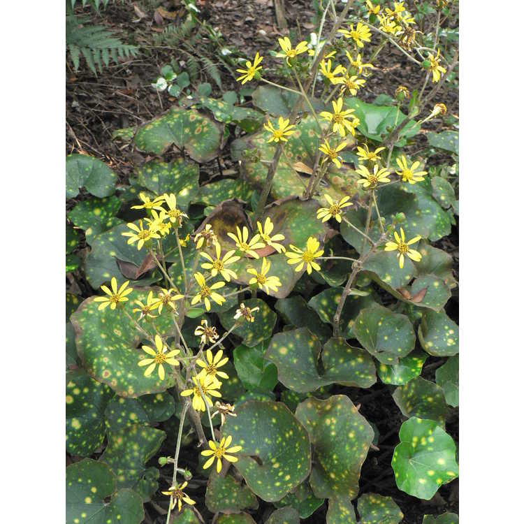 Farfugium japonicum 'Aureomaculatum'