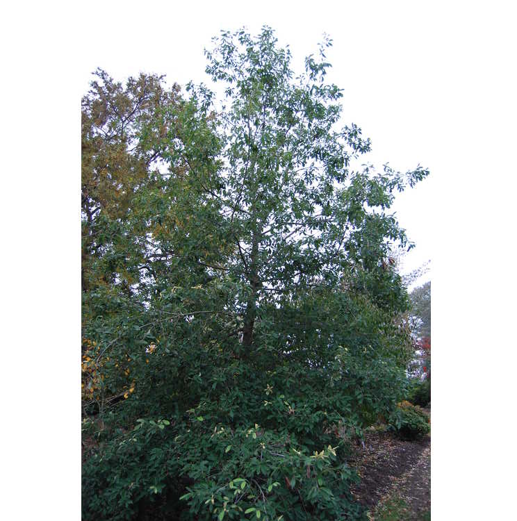 Quercus polymorpha - Monterrey oak