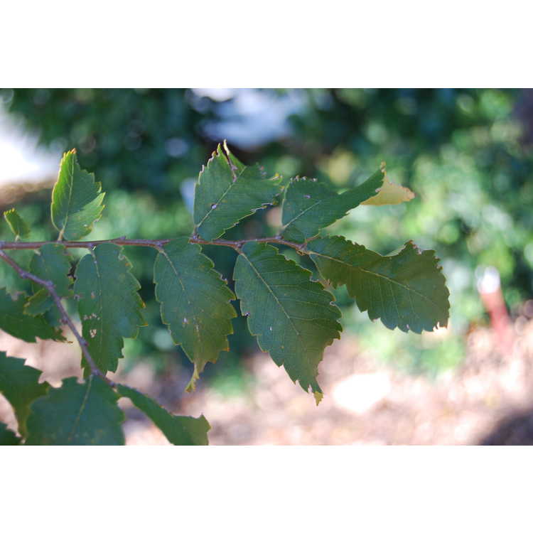 Zelkova carpinifolia - Caucasian elm