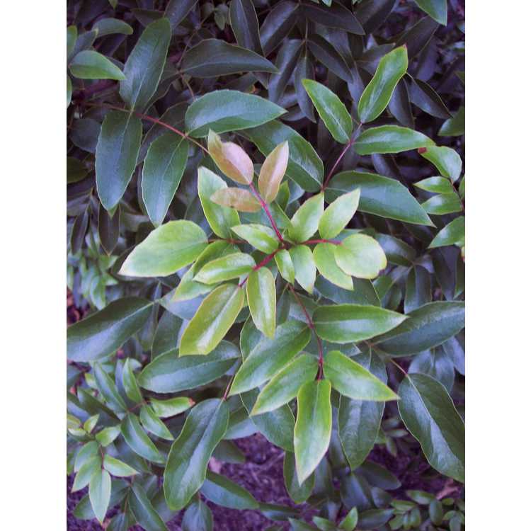 Mahonia gracilis - slender mahonia