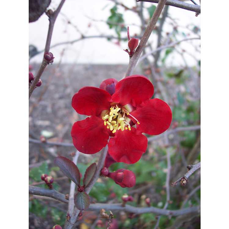 Chaenomeles japonica 'Atsuya Hamada' - Japanese flowering quince
