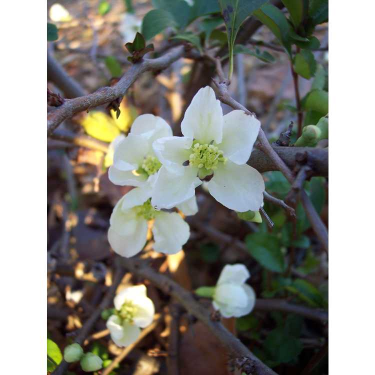 Chaenomeles ×superba 'Jet Trail' - hybrid flowering quince