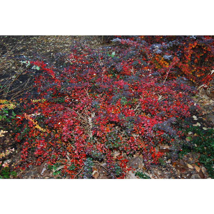 Berberis ×media 'Red Jewel'