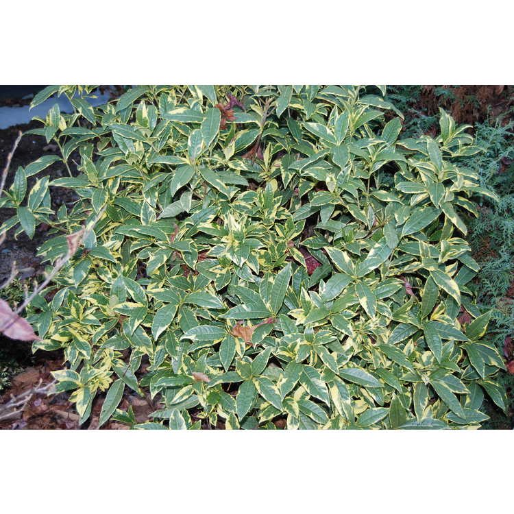 Gardenia jasminoides (variegated, double flower)