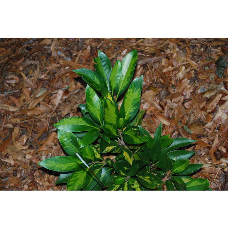 <em>Lithocarpus edulis</em> 'Starburst'