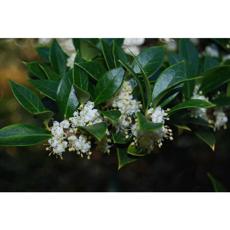 Osmanthus heterophyllus 'Akebono' - white-tip holly tea-olive