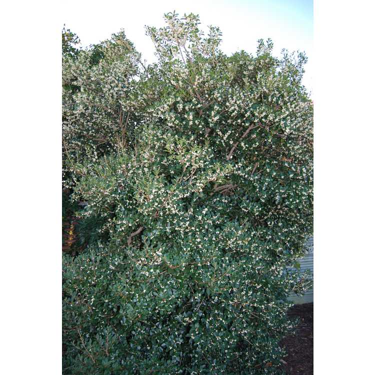 Osmanthus heterophyllus 'Purpureus' - purple-leaf holly tea-olive