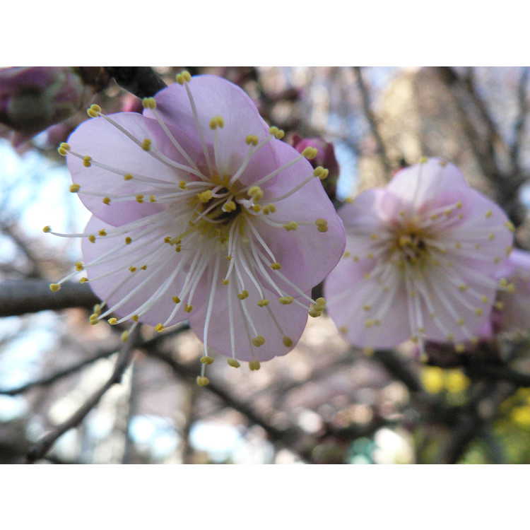 pink Japanese flowering apricot