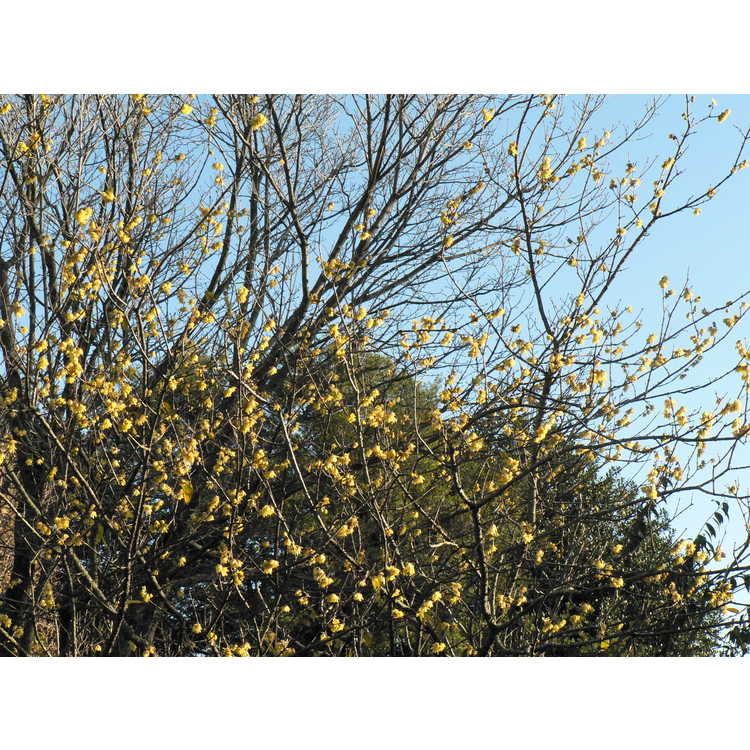 Chimonanthus praecox - fragrant wintersweet
