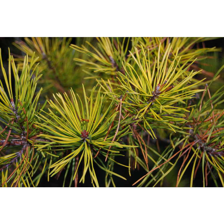 Pinus virginiana 'Wate's Golden' - wintergold Virginia pine