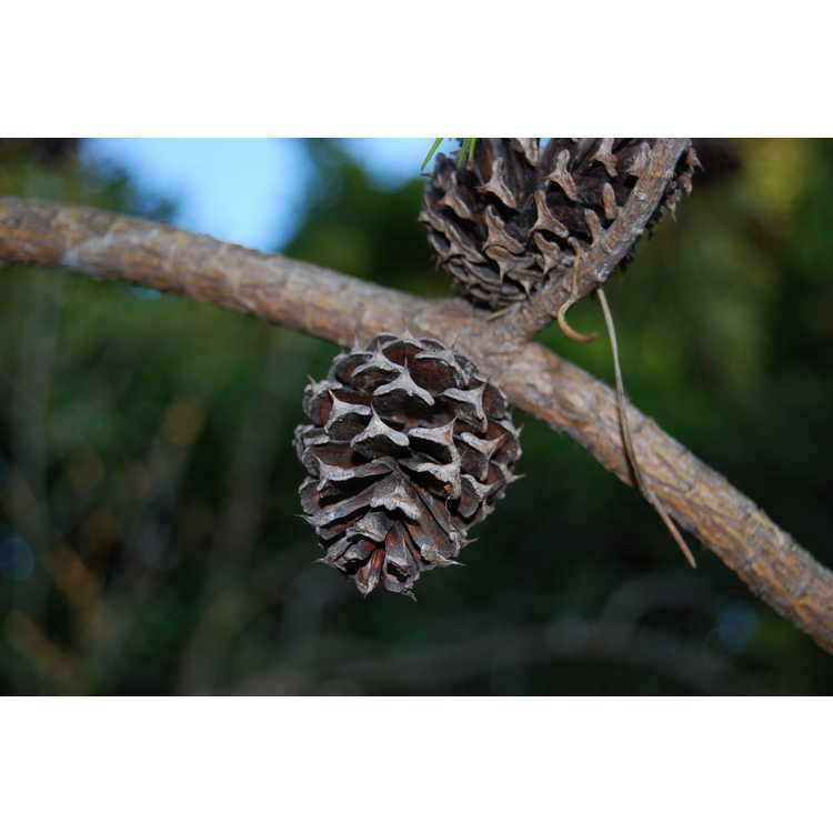 wintergold Virginia pine
