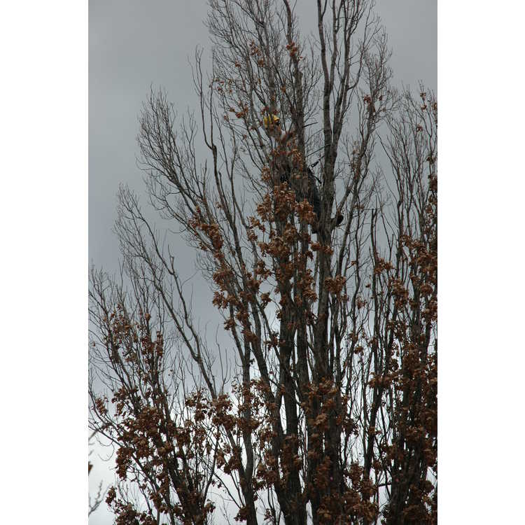 Quercus robur f. fastigiata - columnar English oak