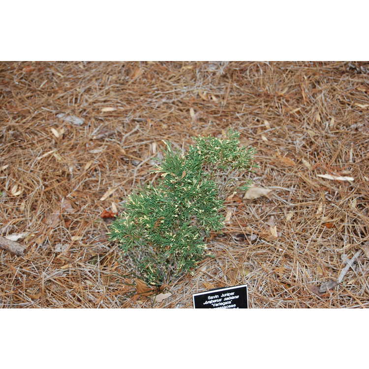 Juniperus-sabina-Variegata-002-NBG-1-29-08.JPG
