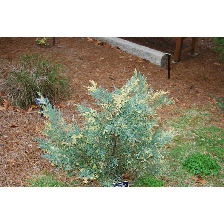 Juniperus-x-media-Blue-and-Gold-002-NBG-1-29-08.JPG