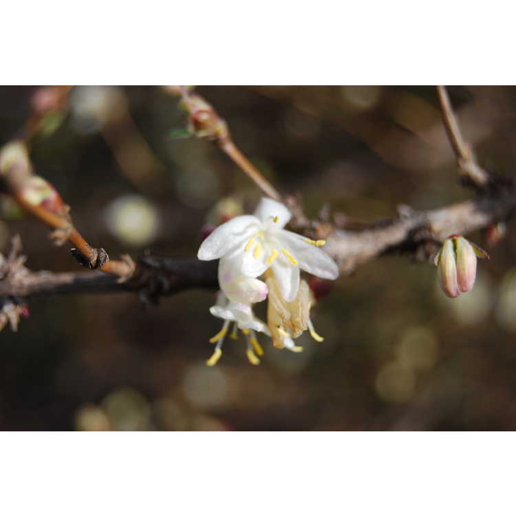 Lonicera ×purpusii 'Winter Beauty'